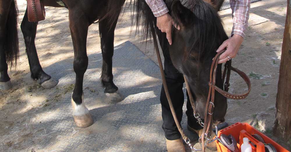 Bridle