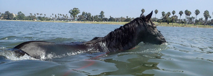 Solo swimming at Fiesta Island