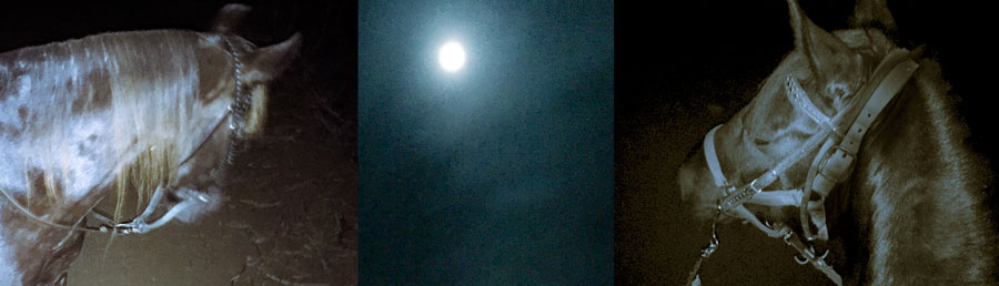 moonlight-triptych