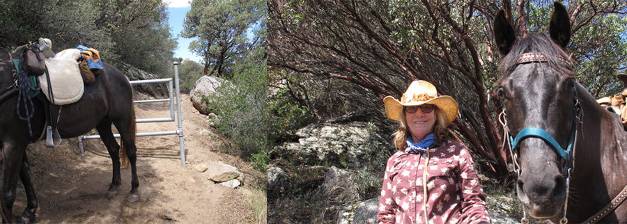 pipe gate with peggy and solo