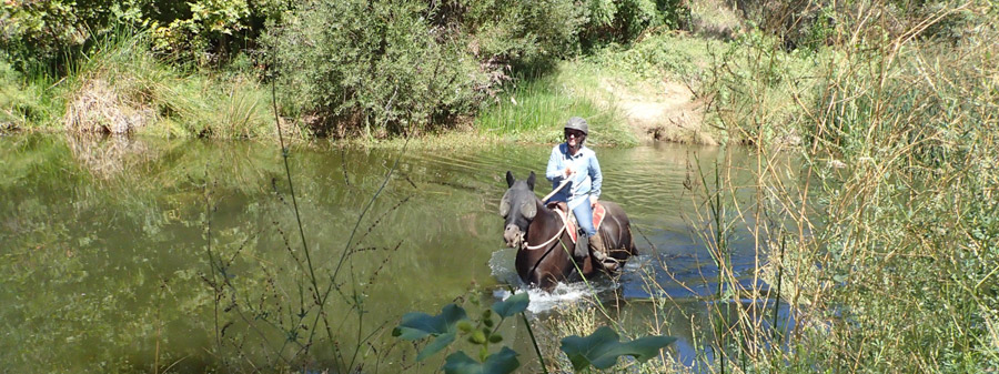 Elaine crossing on Joy