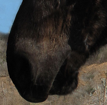 Solo's nose